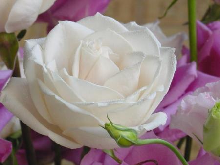 rose blanche-mauve
